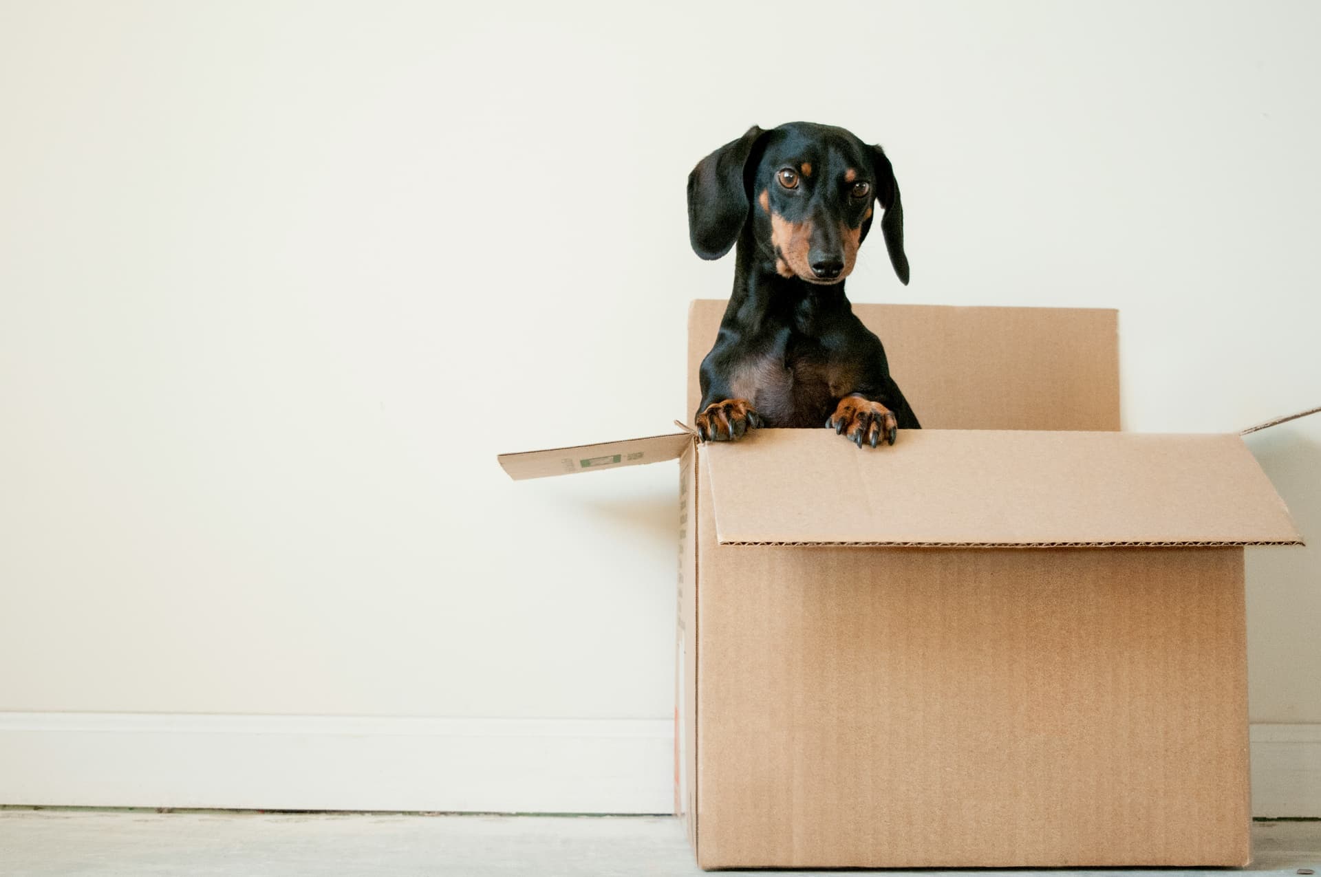 Dachshund in moving box